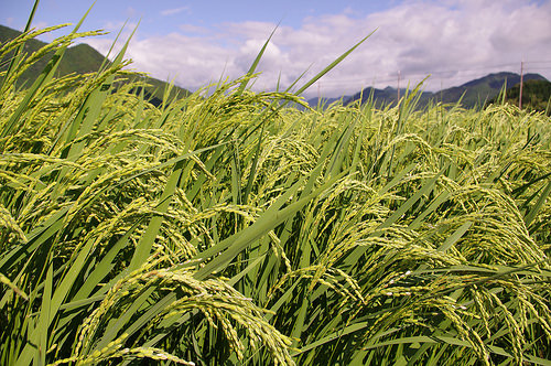 米作りの催芽に便利な種籾の脱芒機・脱水機のご紹介