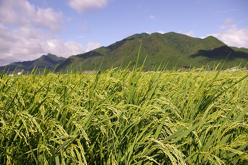 米作りの芽出しに便利な催芽機のご紹介