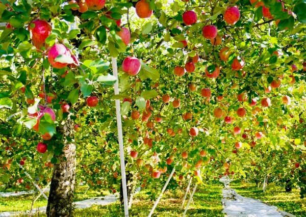 果物の発色を良くする果樹根本反射シートのご紹介