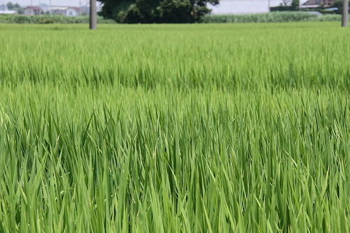お米の収穫に便利な鉈・押切のご紹介