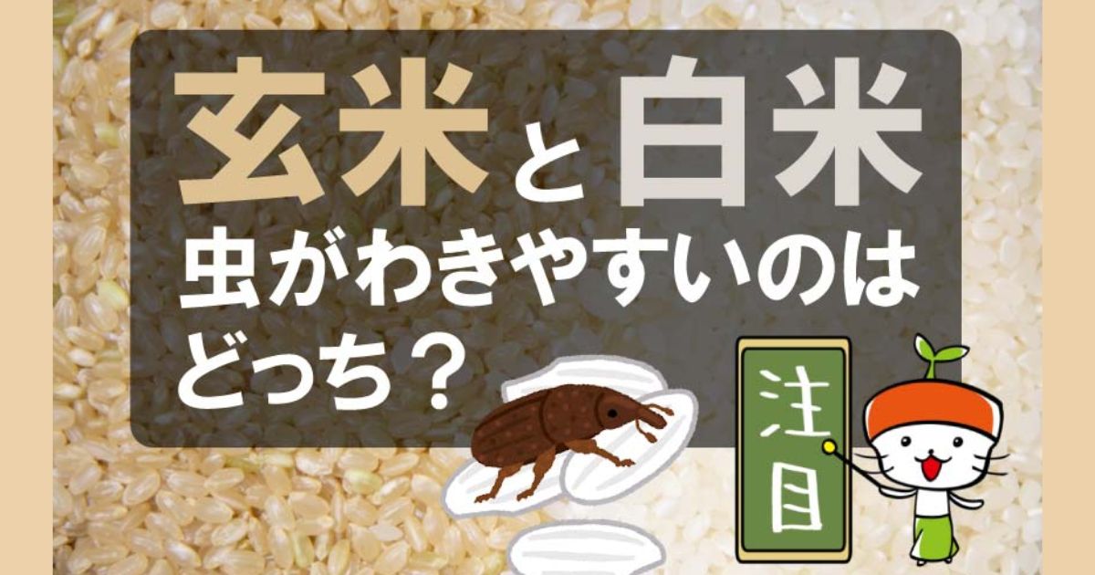 玄米と白米 虫がわきやすいのはどっち？｜わいずニャン情報局｜農業