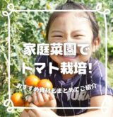 家庭菜園で子供が喜ぶ高糖度トマト栽培に挑戦！おすすめ資材もまとめてご紹介