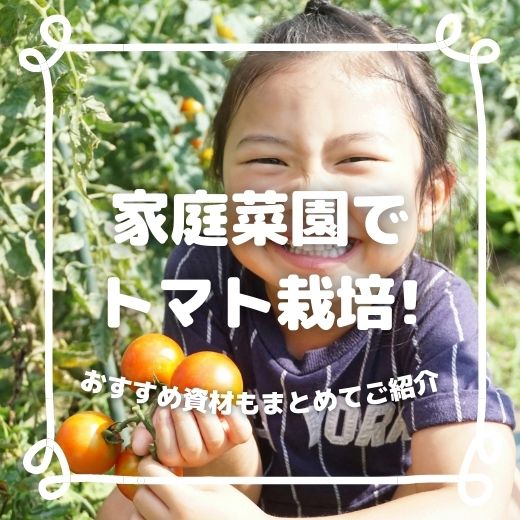 家庭菜園で子供が喜ぶ高糖度トマト栽培に挑戦！おすすめ資材もまとめてご紹介