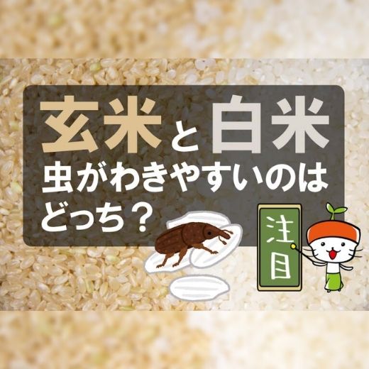 玄米と白米 虫がわきやすいのはどっち？