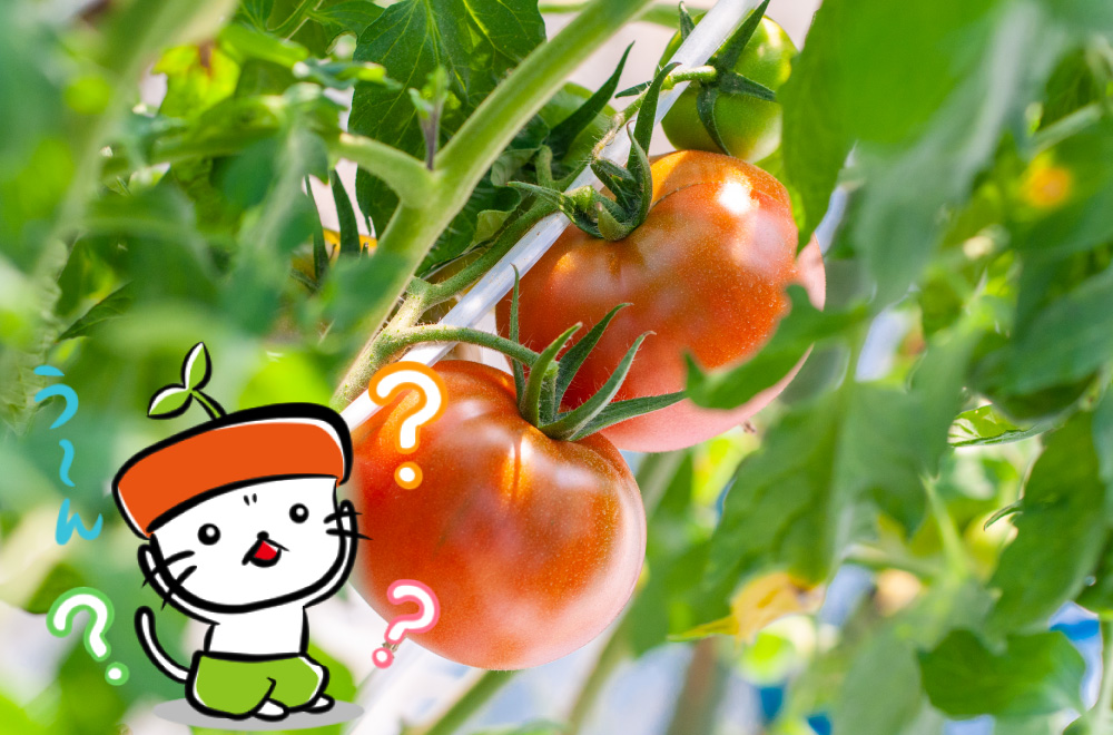 トマトを誘引して育てるのはなぜ？