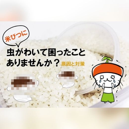 米びつに虫がわいて困ったことありませんか？原因と対策