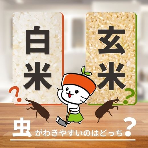 玄米と白米 虫がわきやすいのはどっち？