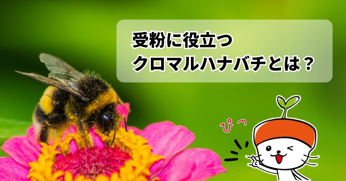 イチゴやトマトの受粉に役立つクロマルハナバチとは？受粉用ミツバチが活動しない低温期の利用可能｜わいずニャン情報局｜農業用品販売のプラスワイズ本店