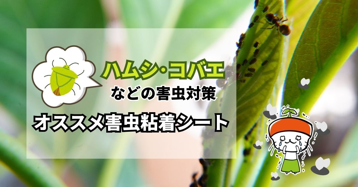 畑や家庭菜園に飛び回る！ハムシ・コバエなどの害虫対策におすすめ害虫粘着シート 害虫から野菜を守る｜わいずニャン情報局｜農業用品販売のプラスワイズ本店