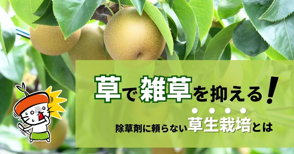 草で雑草を抑える！除草剤に頼らない果樹園の除草方法とは｜わいずニャン情報局｜農業用品販売のプラスワイズ本店