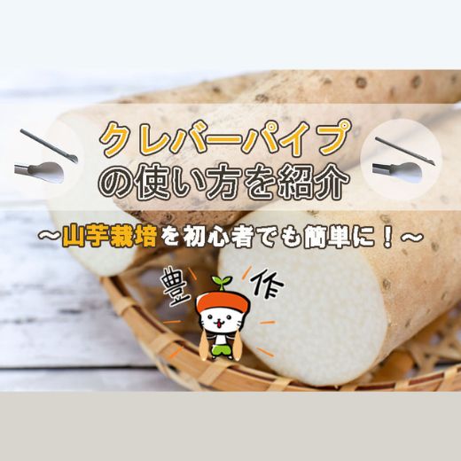 山芋栽培(長芋・自然薯)を初心者でも簡単に！クレバーパイプの使い方と栽培方法を紹介