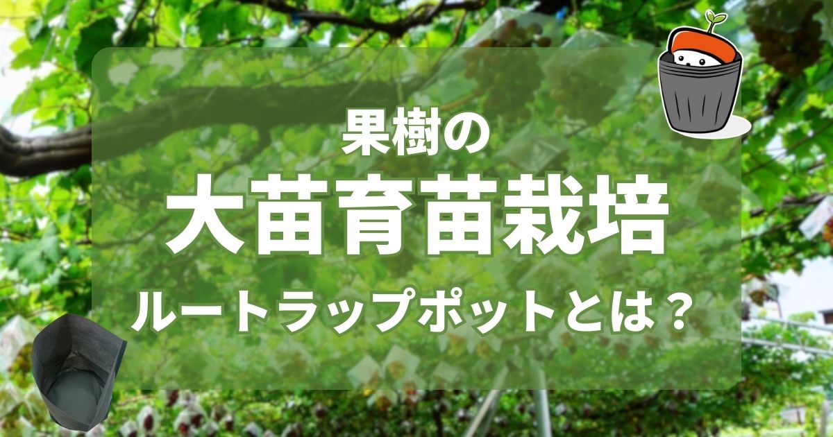 ルートラップポットとは？果樹栽培の大苗育苗などおすすめの使い方を紹介｜わいずニャン情報局｜農業用品販売のプラスワイズ本店