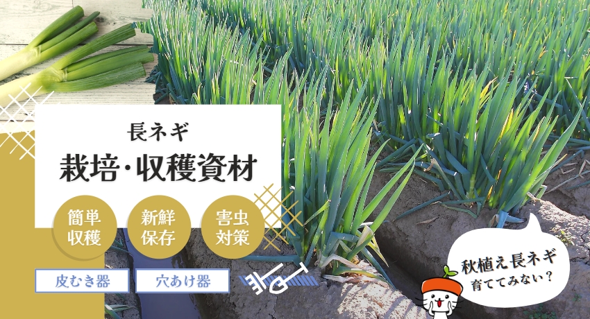 秋植え長ネギを栽培しよう！苗作りから保存まで 工程別おすすめ商品紹介！ | 農業用品販売のプラスワイズ本店