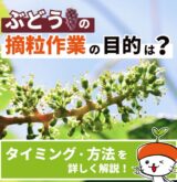 ぶどうの摘粒作業_520_520