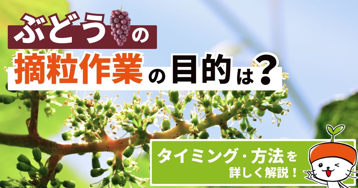 ぶどうの摘粒作業の目的は？摘粒のタイミングや方法を詳しく解説 ...