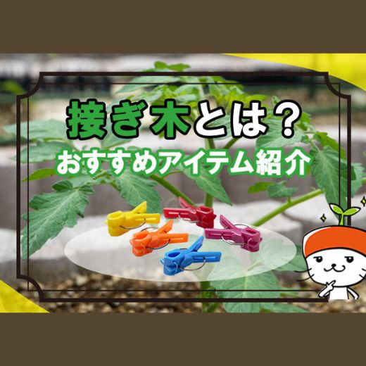 接ぎ木とは？野菜で接ぎ木を行うメリットとおすすめのアイテムを紹介