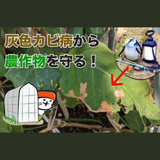 灰色カビ病の発生条件とは?防除のポイントやおすすめの農薬も紹介