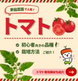 トマト栽培 (3)