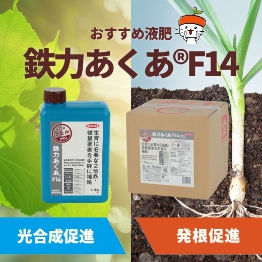 【農業者向け】光合成・発根促進に液体肥料「鉄力あくあ®F14」がおすすめ！