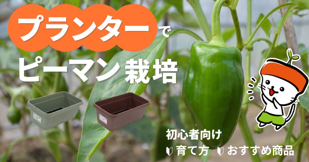 プランターでピーマン栽培！初心者向けの育て方とおすすめ商品を紹介｜わいずニャン情報局｜農業用品販売のプラスワイズ本店