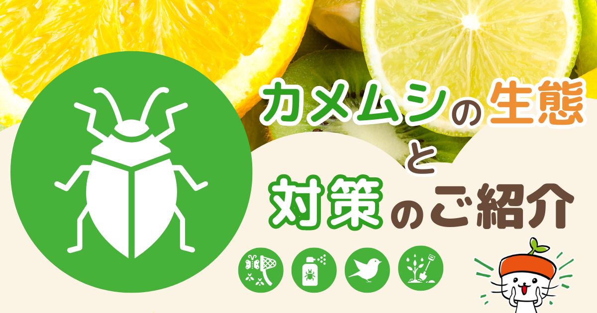 大量発生中!!カメムシの生態と対策についてのご紹介|わいず 大量発生中!!カメムシの生態と対策についてのご紹介|わいず