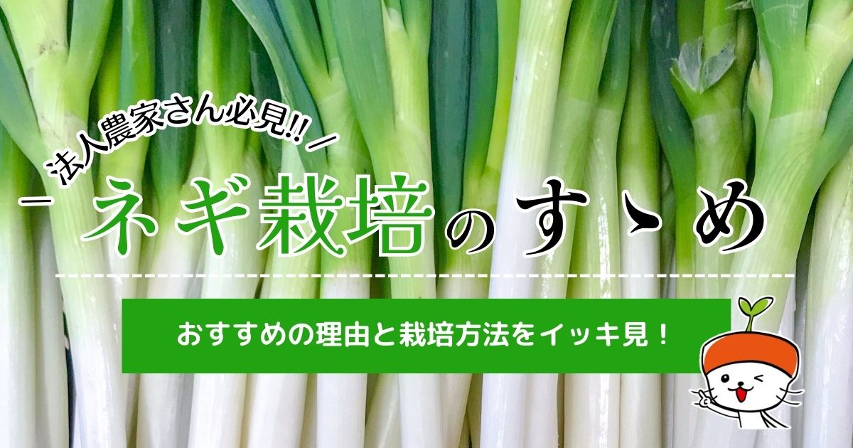 法人農家さん必見!!ネギ栽培のすゝめ ～理由と栽培方法をイッキ見！～｜わいずニャン情報局｜農業用品販売のプラスワイズ 本店