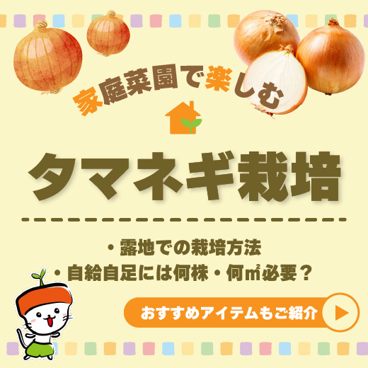家庭菜園で玉ねぎ栽培に挑戦!初心者向けに品種・方法・必要な苗数まで詳しく解説